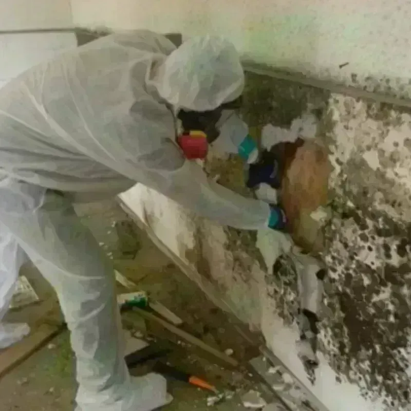 Mold Remediation and Removal in Blythe, CA